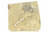 Archimedes Screw Bryozoan Fossil - Illinois #282702-1
